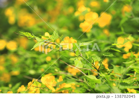 満開の山吹(ヤマブキ)の花 満開の山吹(ヤマブキ)の花 138702045