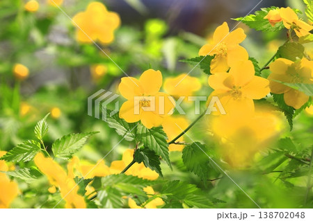 満開の山吹(ヤマブキ)の花 満開の山吹(ヤマブキ)の花 138702048