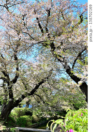 春 桜の咲く 二ヶ領宿河原用水 春 桜の咲く 二ヶ領宿河原用水 138702169