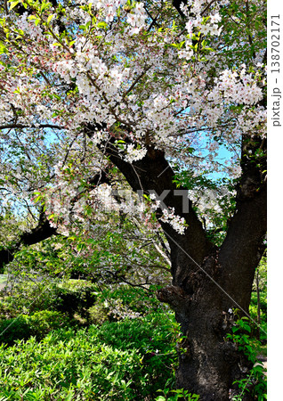 春 桜の咲く 二ヶ領宿河原用水 春 桜の咲く 二ヶ領宿河原用水 138702171