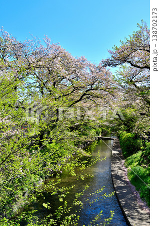 春 桜の咲く 二ヶ領宿河原用水 春 桜の咲く 二ヶ領宿河原用水 138702173