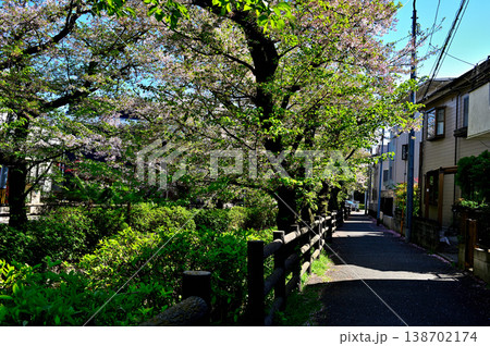 春 桜の咲く 二ヶ領宿河原用水 春 桜の咲く 二ヶ領宿河原用水 138702174