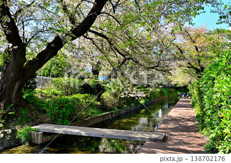 春 桜の咲く 二ヶ領宿河原用水 春 桜の咲く 二ヶ領宿河原用水 138702176