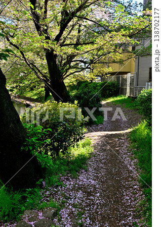春 桜の咲く 二ヶ領宿河原用水 春 桜の咲く 二ヶ領宿河原用水 138702177