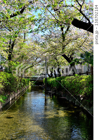 春 桜の咲く　二ヶ領宿河原用水 138702184