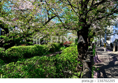春 桜の咲く 二ヶ領宿河原用水 春 桜の咲く 二ヶ領宿河原用水 138702205