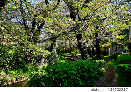 春 桜の咲く 二ヶ領宿河原用水 春 桜の咲く 二ヶ領宿河原用水 138702217