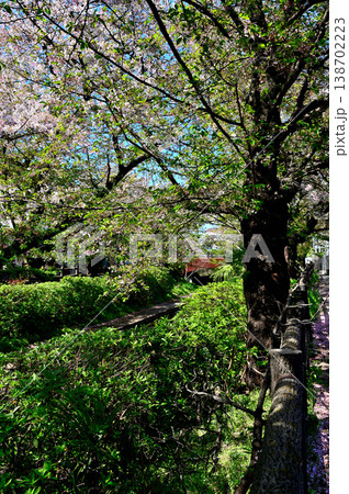 春 桜の咲く　二ヶ領宿河原用水 138702223