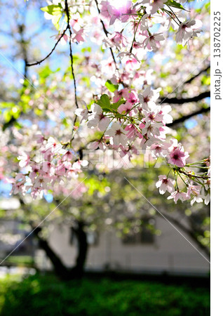 春 桜の咲く 二ヶ領宿河原用水 春 桜の咲く 二ヶ領宿河原用水 138702225