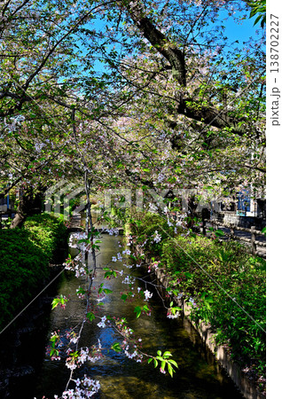 春 桜の咲く　二ヶ領宿河原用水 138702227
