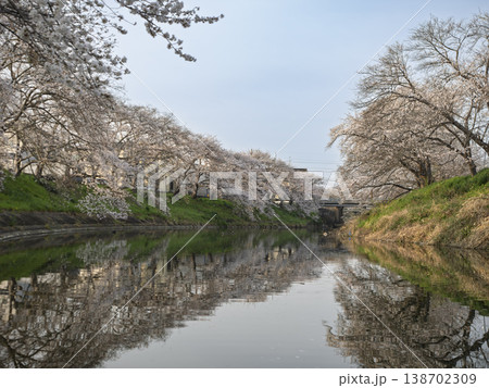 鏡のような水面。川沿いに咲き誇る満開の桜並木 138702309