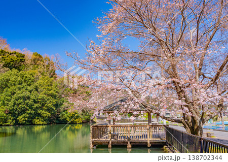 （静岡県）伊豆の国市・小坂清水池親水公園　池の鯉と桜 138702344