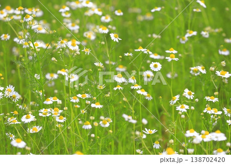 可憐なカモミールの花(ジャーマンカモミール) 可憐なカモミールの花(ジャーマンカモミール) 138702420