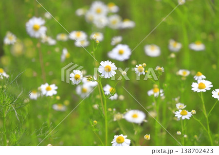 可憐なカモミールの花(ジャーマンカモミール) 可憐なカモミールの花(ジャーマンカモミール) 138702423