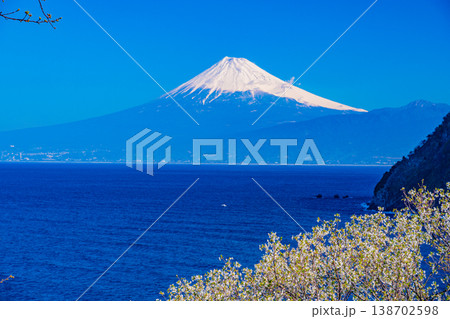 (静岡県)西伊豆井田の山桜と海越しの富士山 (静岡県)西伊豆井田の山桜と海越しの富士山 138702598