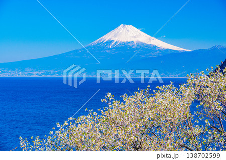 （静岡県）西伊豆井田の山桜と海越しの富士山 138702599