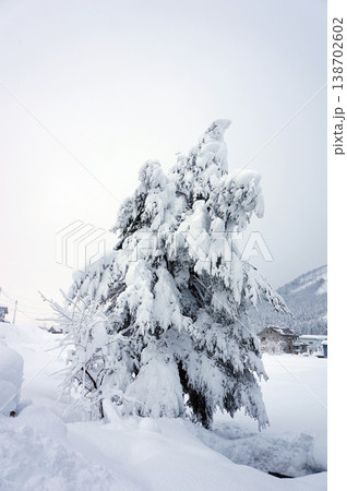 雪が積もった木 新潟県魚沼市 雪が積もった木 新潟県魚沼市 138702602
