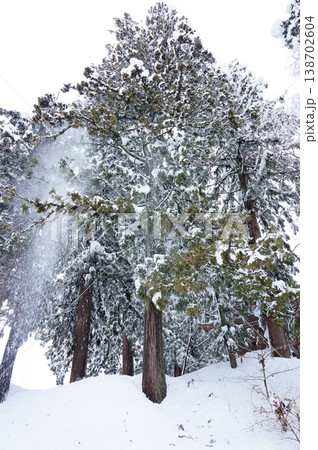 雪が積もった杉の木 新潟県魚沼市 雪が積もった杉の木 新潟県魚沼市 138702604