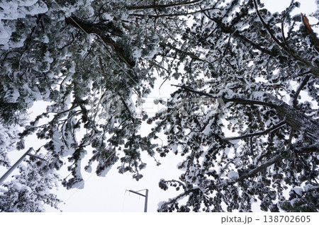 雪景色の空を見上げる　新潟県魚沼市 138702605