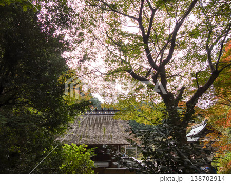 日向大神宮(京の伊勢)拝殿 紅葉 日向大神宮(京の伊勢)拝殿 紅葉 138702914