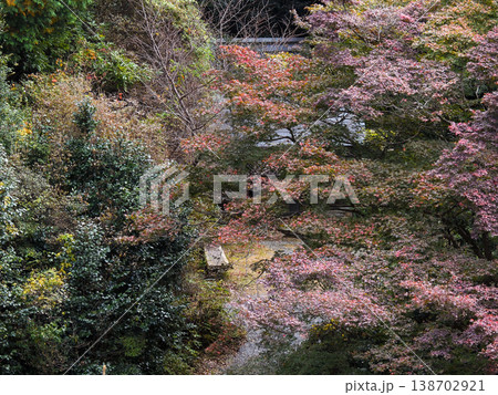 日向大神宮（京の伊勢）紅葉 138702921