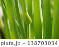 ネギ坊主ができた葉ネギ 138703034