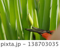 葉ネギのネギ坊主を園芸ばさみでカットする 138703035