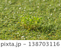 人工芝のすき間から生えた雑草 138703116