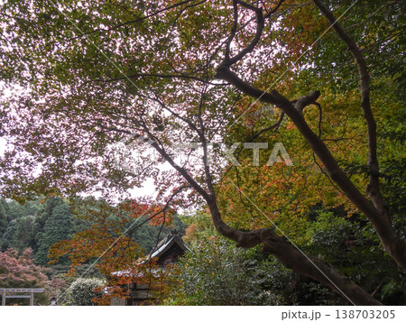 日向大神宮(京の伊勢)紅葉 日向大神宮(京の伊勢)紅葉 138703205