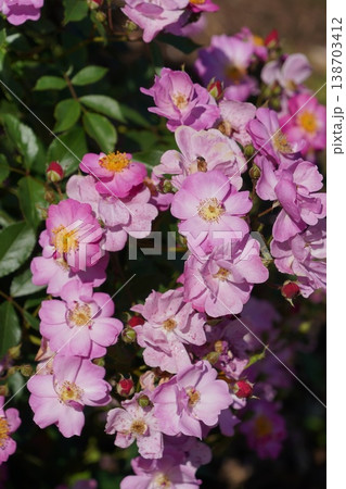 長野県坂城町のさかき千曲川バラ公園は山々に囲まれた千曲川のほとりに素晴らしいバラ公園があります。 138703412