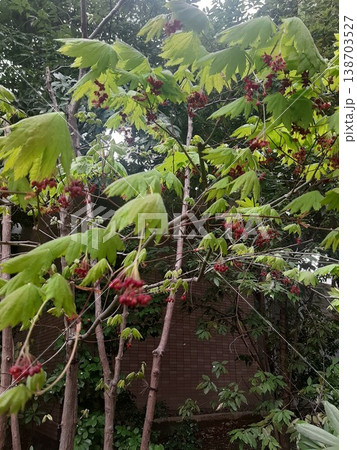 赤い実がなる植物 赤い実がなる植物 138703527