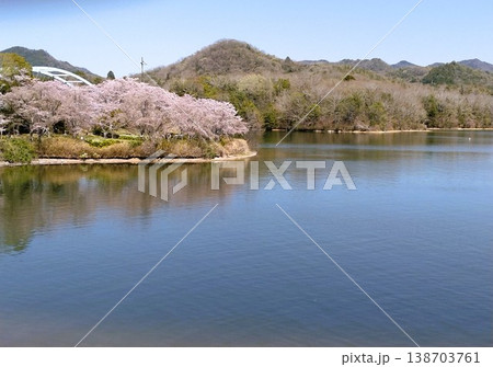 桜のある公園 三田青野ダム 桜満開の水の庭 桜のある公園 三田青野ダム 桜満開の水の庭 138703761