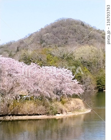 桜のある公園　三田青野ダム　桜満開の水の庭 138703763