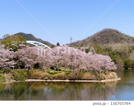 桜のある公園　三田青野ダム　桜満開の水の庭 138703764