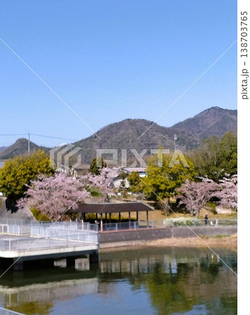 桜のある公園　三田青野ダム　桜満開の水の庭 138703765