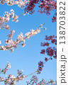 青空を囲む桜のフレーム構図 青空を囲む桜のフレーム構図 138703822