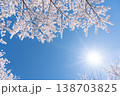 桜と青空に差し込む春の陽光 桜と青空に差し込む春の陽光 138703825
