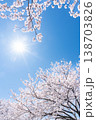 満開の桜と澄んだ青空の春景色 満開の桜と澄んだ青空の春景色 138703826