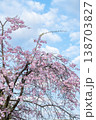 青空に映える優雅な枝垂れ桜 青空に映える優雅な枝垂れ桜 138703827