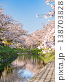 川面に映る桜並木の春の風景 川面に映る桜並木の春の風景 138703828