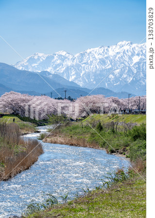 雪山と桜並木が続く春の清流風景 雪山と桜並木が続く春の清流風景 138703829