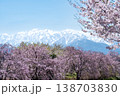 満開の桜と雪山が織りなす春景色 満開の桜と雪山が織りなす春景色 138703830