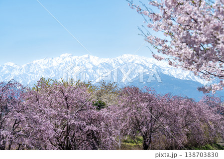 満開の桜と雪山が織りなす春景色 138703830