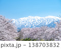 雪山を望む桜並木の春の風景 雪山を望む桜並木の春の風景 138703832