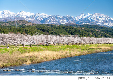 川沿いに続く桜並木と雪山の春景色 138703833