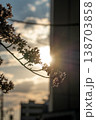 夕日に透ける桜のシルエットと春の光 夕日に透ける桜のシルエットと春の光 138703858