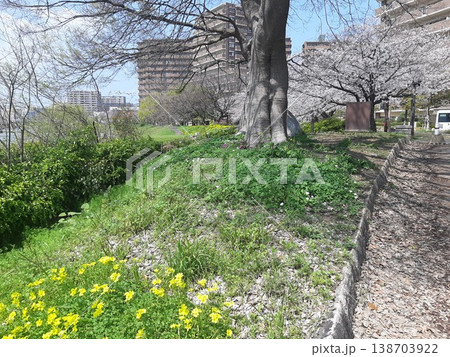 春の暖かな日差しと優しいピンク色の桜の花 春の暖かな日差しと優しいピンク色の桜の花 138703922
