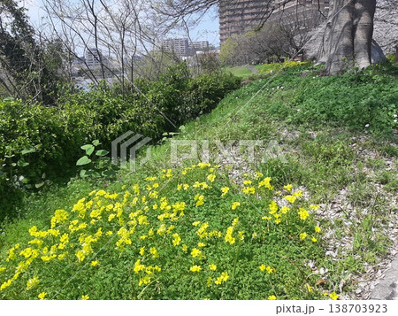 春の暖かな日差しと黄色い花 春の暖かな日差しと黄色い花 138703923