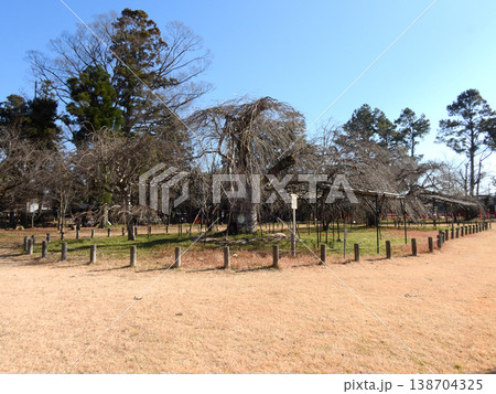 上賀茂神社(賀茂別雷神社)御所桜 上賀茂神社(賀茂別雷神社)御所桜 138704325