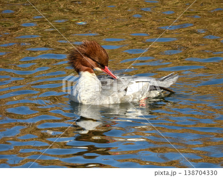 カワアイサ（川秋沙）雌 138704330